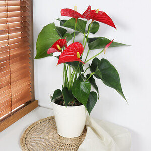 ANTHURIUM ANTHURIUM