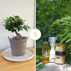 BONSAI + COFFRET TRUFFE BONSAI + COFFRET TRUFFE