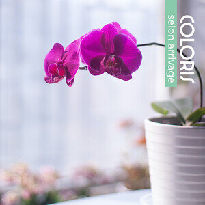 ORCHIDEE 1 BRANCHE