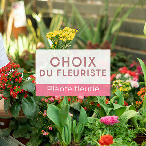 PLANTE FLEURIE