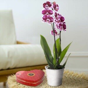 ORCHIDEE + COEUR MAXIMS