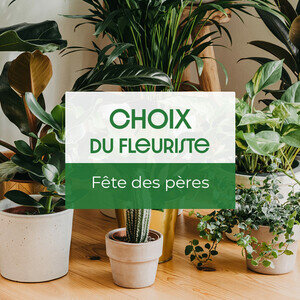 crocodile plant Dieffenbachia Crocodile  Urbane Eight Inc