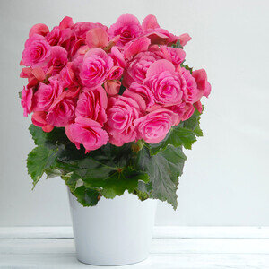 BEGONIA ROSE