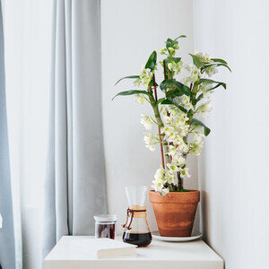 DENDROBIUM BLANC
