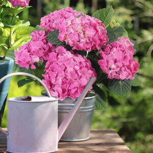 HORTENSIA ROSE