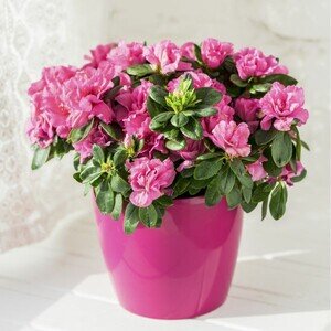 AZALEE ROSE EN POT