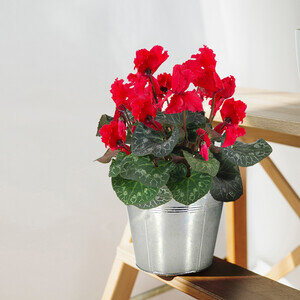 CYCLAMEN ROUGE