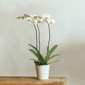 ORCHIDEE 3 BRANCHES BLANCHE