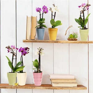 6 MINI ORCHIDEES + POTS