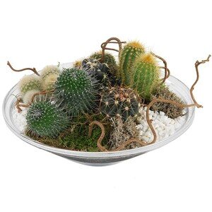 COUPE DE CACTUS