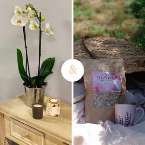 ORCHIDEE + THE BIO