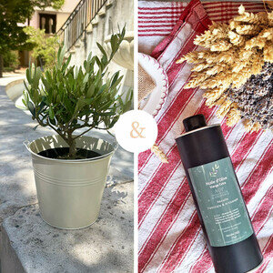 OLIVIER + HUILE D'OLIVE OLIVIER + HUILE D'OLIVE