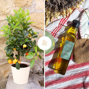 CALAMONDIN + HUILE D'OLIVE CALAMONDIN + HUILE D'OLIVE