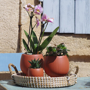 PLANTES GRASSES + ORCHIDEE