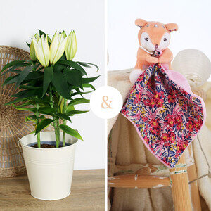 LYS + FAON LYS + FAON