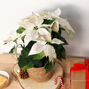 POINSETTIA SCINTILLANT POINSETTIA SCINTILLANT