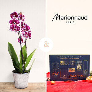 ORCHIDEE + CALENDRIER