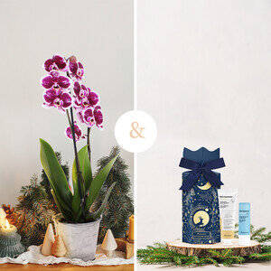 ORCHIDEE + CRACKER