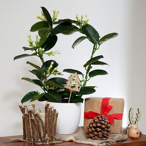 STEPHANOTIS ENCHANTÉ STEPHANOTIS ENCHANTÉ