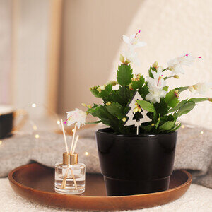 CACTUS DE NOEL + PIC CACTUS DE NOEL + PIC