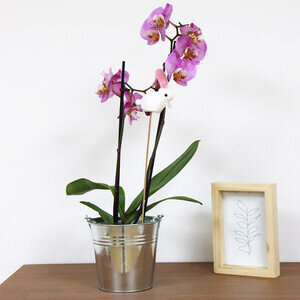 ORCHIDEE + PIC