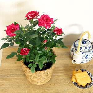 ROSIER BICOLORE ROSIER BICOLORE