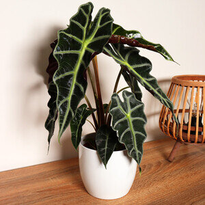 ALOCASIA POLLY