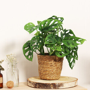 MONSTERA OBLIQUA MONSTERA OBLIQUA