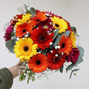 GERMINIS MULTICOLORES