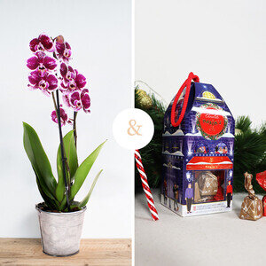 ORCHIDEE + BOX DE NOEL