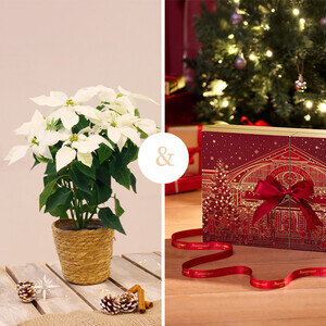 POINSETTIA  + CALENDRIER