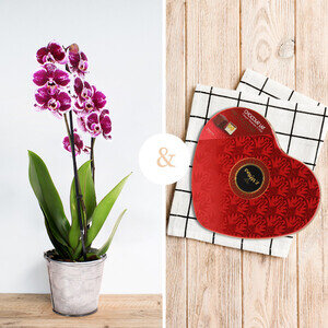 ORCHIDEE + CHOCOLATS