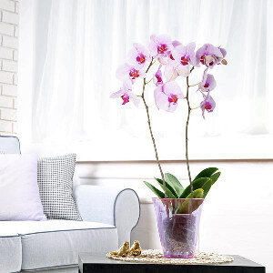 ORCHIDEE 2 BRANCHES