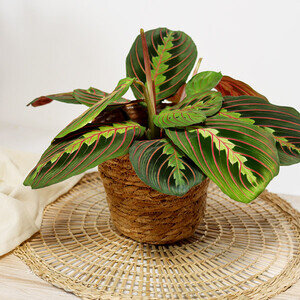 MARANTA