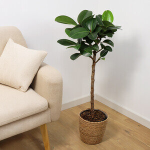 FICUS ELASTICA