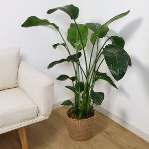 STRELITZIA FLEURS BLANCHES