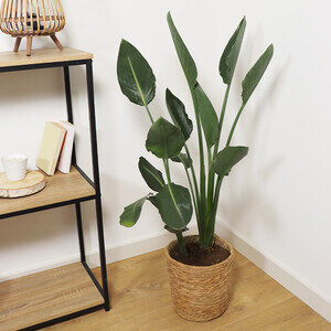 STRELITZIA FLEURS ORANGES