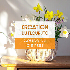 COUPE DE PLANTES