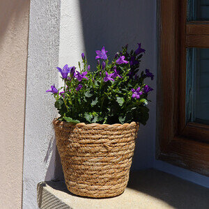 CAMPANULE