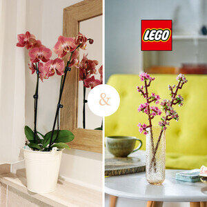 ORCHIDEE 2 BRANCHES + LEGO®