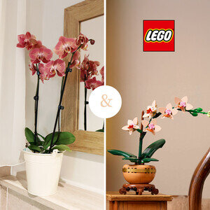 ORCHIDEE + LEGO®