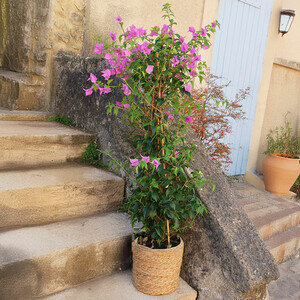 GRAND BOUGAINVILLIER