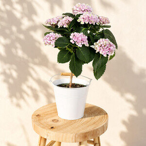 HORTENSIA SUR TIGE
