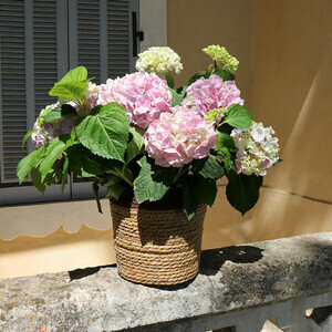 HORTENSIA BOULE HORTENSIA BOULE