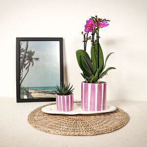 ORCHIDEE + PLANTE GRASSE