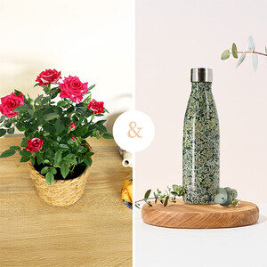 ROSIER BICOLORE + BOUTEILLE