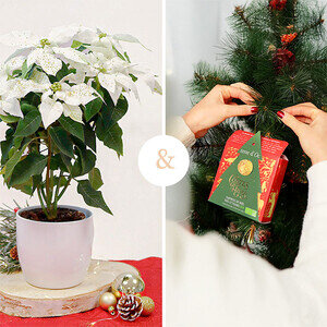 POINSETTIA SCINTILLANT + THÉS DE NOËL POINSETTIA SCINTILLANT + THÉS DE NOËL