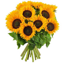 10 TOURNESOLS 1