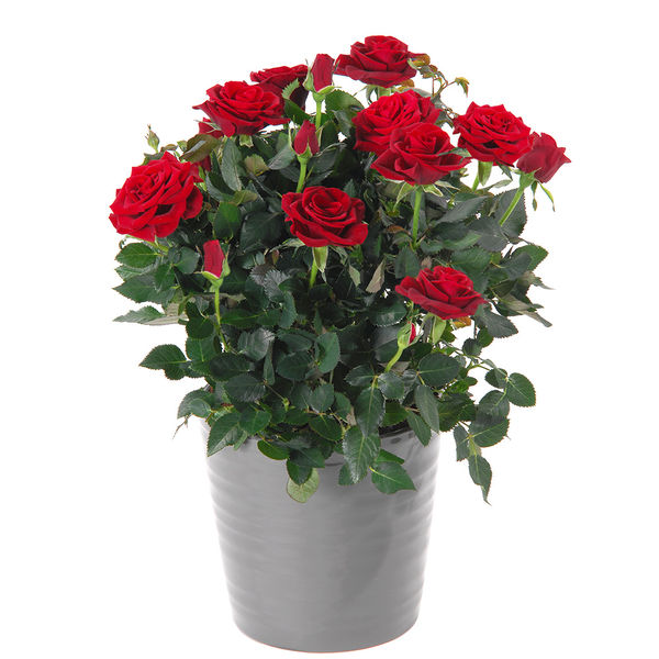 Rosier Merveille Des Rouges Plantes