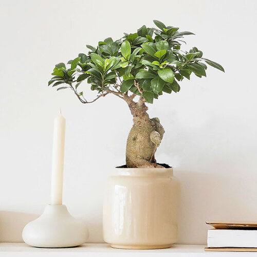 Un arbre bonsai - la décoration par excellence pour l'intérieur ou